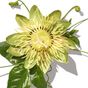 Passion Flower
